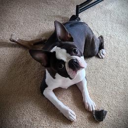 Boston Terrier puppies from Angel's Boston Terriers and French Bulldog