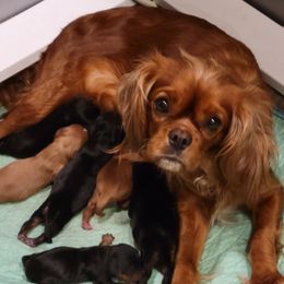 Honey-Bun - Cavalier King Charles Spaniel