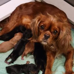 Honey-Bun - Cavalier King Charles Spaniel