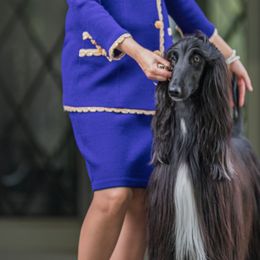 Afghan Hounds from Jennifer’s afghans