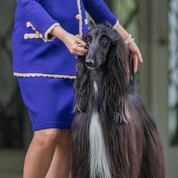 Afghan Hounds from Jennifer’s afghans