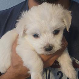 Green 'Diddy' - White male Maltese puppy in Phoenix, Arizona from Emotional Amor Support