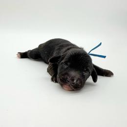 Buzz (AKC solid black) - Black male Dachshund puppy in Waddell, Arizona from Neu Doxies