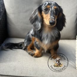 Saylor - Dachshund