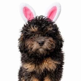 Kobe - Black and tan male Cavapoo puppy in Warrensburg, Missouri from Supreme Doodles