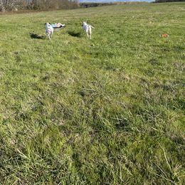 Dalmatian Puppies from Hallmark Dalmatians;