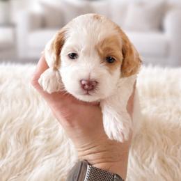 Chanel - Caramel cream female Australian Labradoodle puppy in Aurora, Oregon from Divine Poodles
