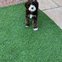 Australian Labradoodle Puppies from Sundance Labradoodles