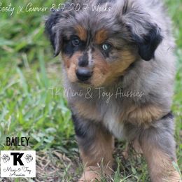 Miniature Australian Shepherd and Toy Australian Shepherd Puppies from TK Mini & Toy Aussies
