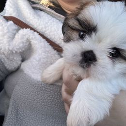 Brownie - Tricolor female Shih Tzu puppy in Azusa, California from RJ Shih Tzu lover