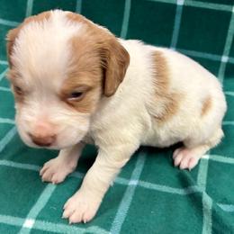 Krystal girl 4 - Orange and white female Brittany puppy in Floyd Knobs, Indiana from Cross Creek Brittanys