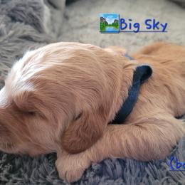 Goldendoodle Puppies from 3 Willows Goldendoodles