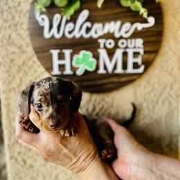 Sage - Dapple male Dachshund puppy in Fontana, California from DOXI.E.