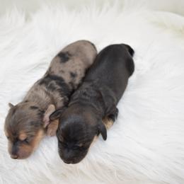 Dapple girl - Dapple female Dachshund puppy in Seminary, Mississippi from Down South Mavericks Dachshunds