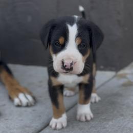 Orange boy - Black, white and red male Greater Swiss Mountain Dog puppy in Woodland, Washington from Woodland Swissie’s