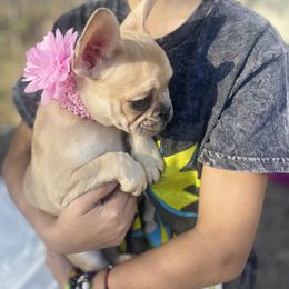 French Bulldog Puppies from Luxe’s Spell Kennel