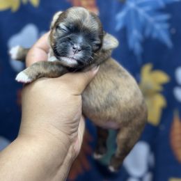 Ckc COMET - Brindle male Shih Tzu puppy in Roseville, Michigan from Diamond Paws LLC
