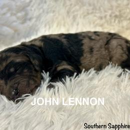John Lennon - Merle male Goldendoodle puppy in Jonesboro, Arkansas from N. E. Arkansas Goldens and Doodles