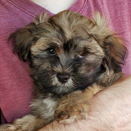 Havanese Puppies from KingsKids Havanese