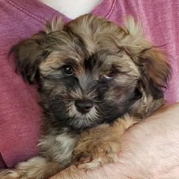 Havanese Puppies from KingsKids Havanese