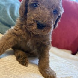 Girl 3 - Red  female Goldendoodle puppy in Holly, Colorado from Vida’s Loving Doodles