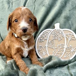Girl 3 - Red female Irish Doodle puppy in Bloomfield, Iowa from Schooley Doodles