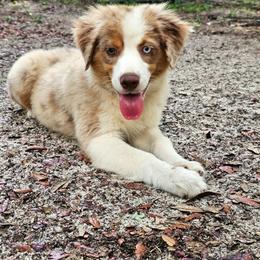 Oakley - Red merle male Miniature Australian Shepherd puppy in Dunnellon, Florida from Ever After Mini Aussies