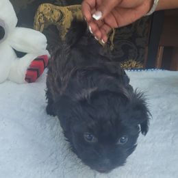 Shichon Puppies from Reynolds family