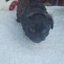 Shichon Puppies from Reynolds family