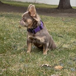 Isabella OFA'd and 6 panel clear (full rights option) - Liver female French Bulldog puppy in Billings, Montana from Montana Made Frenchies