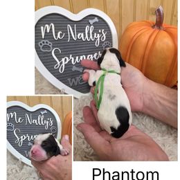 Phantom - Black white and tan female English Springer Spaniel puppy in Freeland, Michigan from McNally's Springer Spaniels