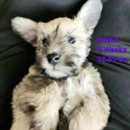 Austin - White male Schnoodle puppy in Tucson, Arizona from Smart Schnauzers & Schnoodles