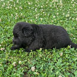 Arsyna - Black female German Shepherd puppy in Milan, Illinois from Stonewick German Shepherds