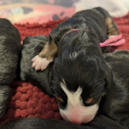 Pink Male - Black, white and red male Greater Swiss Mountain Dog puppy in Hockessin, Delaware from Simply Swissies