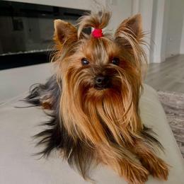 Diamond - Black and gold male Yorkshire Terrier puppy in Seattle, Washington from 🎀 Yorkies Boutique Babydolls 🎀