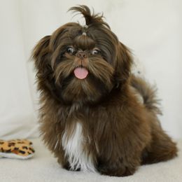 Crew - Shih Tzu