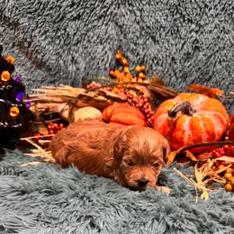 Moose - Apricot male Maltipoo puppy in Greenfield, Iowa from Sugar Plum Puppies