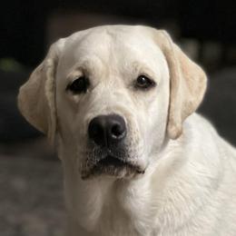 Labrador Retrievers from Lynneville Labradors