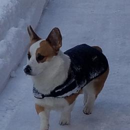 American Corgi, Cardigan Welsh Corgi, and Pembroke Welsh Corgi Puppies from Enok Corgis