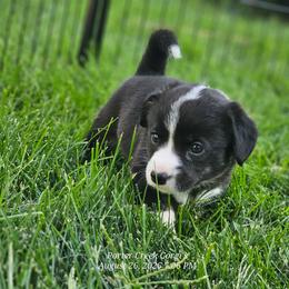 Oynx - Brindle and white female American Corgi puppy in Boise, Idaho from Porter Creek Corgis