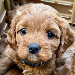 Clove - Red female Cavapoo puppy in Mona, Utah from Hearts Full of Puppies