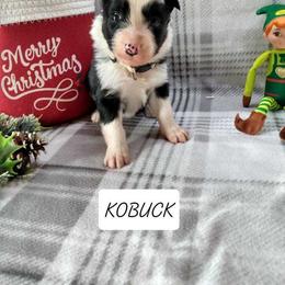 Border Collie Puppies from Stag Valley Homestead