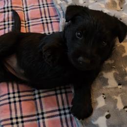 Female2 (LBIIIW) - Black female Scottish Terrier puppy in Conroe, Texas from Scotch McLaren Terriers