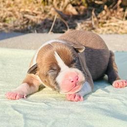 Tilly - Blue fawn female American Staffordshire Terrier puppy in Guilford County, North Carolina from Explicit Kennel