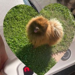 Pomeranians from Exotic_fresita_poms