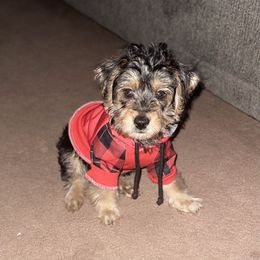 Double Doodle and Yorkipoo Puppies from Bella Dreamss LLC