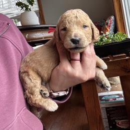 Noodle - Red  male Goldendoodle puppy in Glen Daniel, West Virginia from Dani’s Doodles