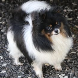 Porsche  - Pomeranian