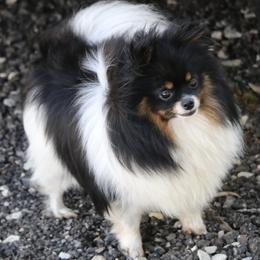 Porsche  - Pomeranian