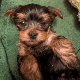 Sage - Black and gold female Yorkshire Terrier puppy in East Alton, Illinois from Yorkies of the Shire